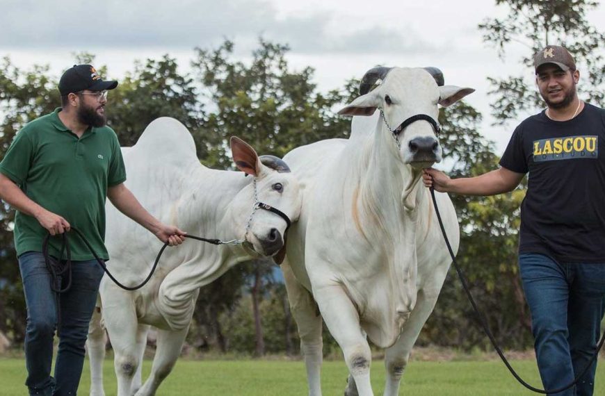 Conheça o Império rural de Henrique e Juliano que é um verdadeiro Luxo no…