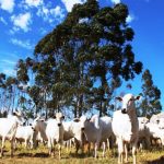 Atenção produtores: declaração semestral dos rebanhos começa na quinta-feira e segue até 2 de junho