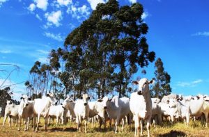 Atenção produtores: declaração semestral dos rebanhos começa na…