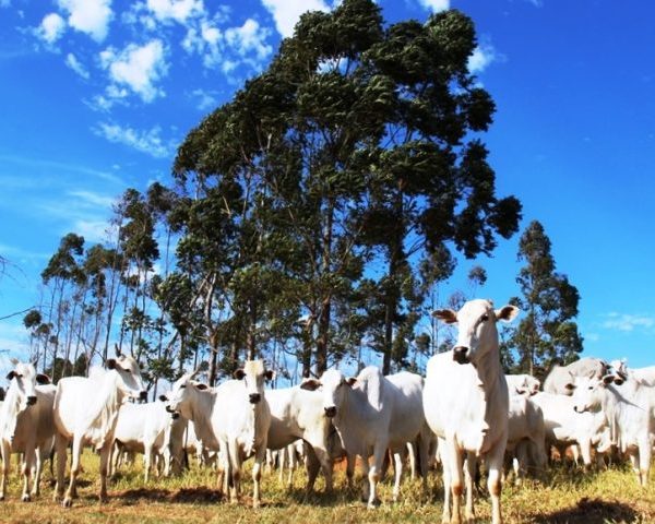 Atenção produtores: declaração semestral dos rebanhos começa na quinta-feira e segue até 2 de junho
